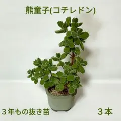 No.3【沖縄から♪】花キリン(レアな黄色)♥️枝振り最高♪満開
