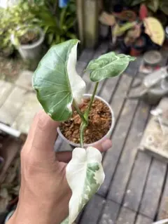 2025年最新】斑入りクワズイモの人気アイテム - メルカリ