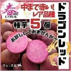 2026年最新】じゃがいも 種芋の人気アイテム - メルカリ