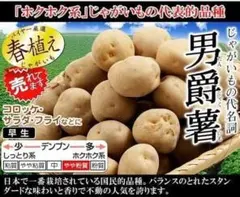 ジャガイモの種芋: 男爵薯 20個 ※日本で生産量No.1ホクホク系の定番！
