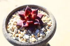 Towa様 リクエスト 3点 まとめ商品