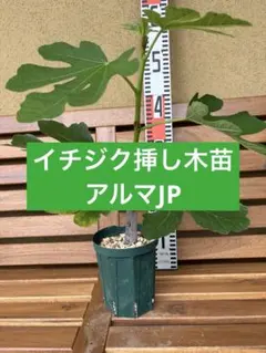イチジク苗　アルマJP 挿し木　6292のサムネイル