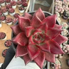 Top【選抜株】多肉植物　22175ロビン　24個　鉢無し/脱土 Top【選抜株】多肉植物 363068タイニー バーガー錦 35個 鉢無し/脱土