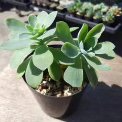 多肉植物 ペンデンス 抜き苗 - メルカリ
