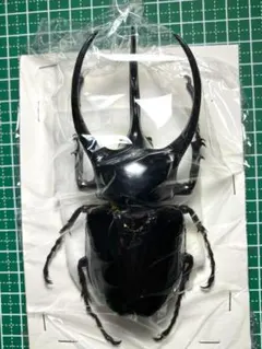 2026年最新】コーカサスオオカブト 標本の人気アイテム - メルカリ