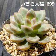 いちご大福 699 エケベリア 多肉植物 抜き苗