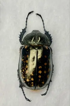 特大　76mm ヤンソニーテナガコガネ　標本　未展足未使用 特大 ヤンソニーテナガコガネ 標本 未展足未使用 - メルカリ