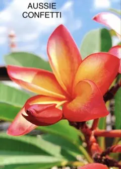 2025年最新】プルメリア苗木の人気アイテム - メルカリ