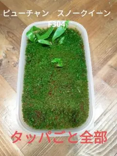 2025年最新】ビカクシダ 前葉体の人気アイテム - メルカリ