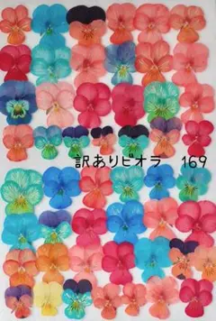 訳ありビオラ押し花　169