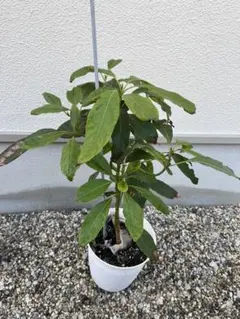 2025年最新】アボカド 苗木の人気アイテム - メルカリ