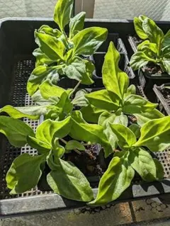 アイスプラント 苗(大) 6株　宅急便発送