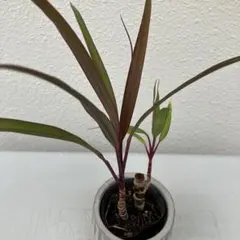 在庫整理 お気持ちありがとうのお値下げ様 リクエスト 3点 まとめ商品