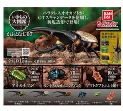 お得なパッキング標本20匹セット！　ランキフェル、ドヘルティ、ニジダイコク等 お得なパッキング標本20匹セット！ ランキフェル、ドヘルティ