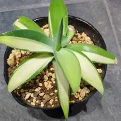 2025年最新】翡翠盤 アガベの人気アイテム - メルカリ