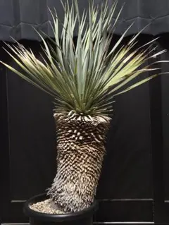 2025年最新】ユッカリギダの人気アイテム - メルカリ