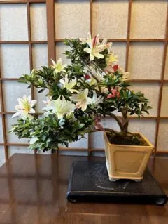 小品皐月盆栽　明美の月　高14cm 皐月〔明美の月〕 | 盆栽、盆栽書籍、盆栽鉢の通販│近代出版