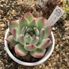 コロラータアテマハック×リンゼアナ他3点セットオーズさん苗優木園さん苗 コロラータアテマハック×リンゼアナ他3点セットオーズさん苗優木