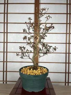 No.36 チリメンカズラの寄せ植え - メルカリ