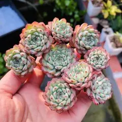 ちぇこ様 リクエスト 3点 まとめ商品