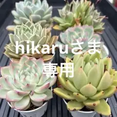 あか様エケベリア 緑色 六角形鉢 エケベリア 緑色 六角形鉢 - メルカリ
