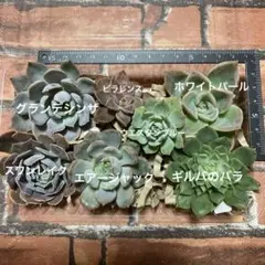 多肉植物 寄せ植え用 7種セット エケベリア　　カット苗