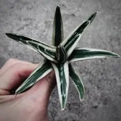 アガベ　氷山　3株セット❗　⑧ アガベ 氷山 | hanayoshi-botanical