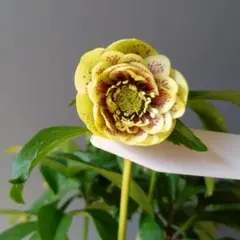 クリスマスローズ イエロー系ブロッチdd 7号鉢 開花株 - メルカリ