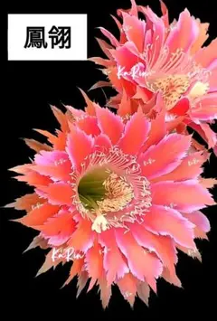 ①鳳羽208 新品種花サボテン エキノプシス属 カキコ1点 日替わり
