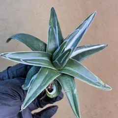 2026年最新】アガベ氷山の人気アイテム - メルカリ