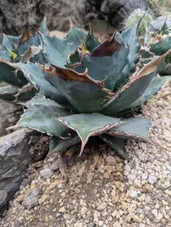 アガベ　オテロイ　麻花龍　ブツブツ　青白葉　heart plants産 子株 アガベ オテロイ 麻花龍 ブツブツ 青白葉 heart plants産 子株 - メルカリ