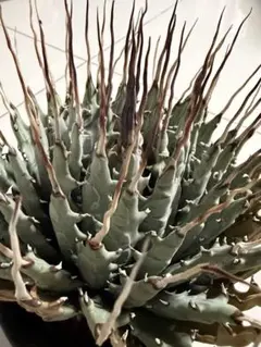 2026年最新】エボリスピナ陽炎の人気アイテム - メルカリ