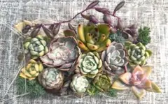 多肉植物　カット苗　寄せ植えセット