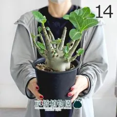 現品】アデニウム・アラビカム モンスター 5号 黒鉢（2） - メルカリ