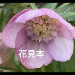 2025年最新】クリスマスローズ 種の人気アイテム - メルカリ