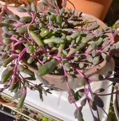 多肉植物　ルビーネックレス　50グラム