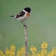 Item thumbnail for item f731aa78-cce3-4859-a7eb-9cafaf19ca24