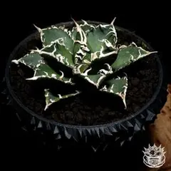 2026年最新】アガベコブラの人気アイテム - メルカリ