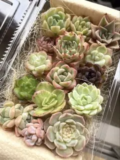 多肉詰め合わせ 寄せ植え カット苗 16+7 - メルカリ