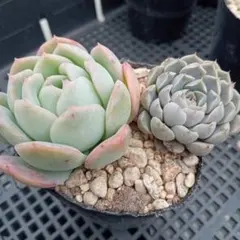 多肉 スリョン・メキシコミニマ