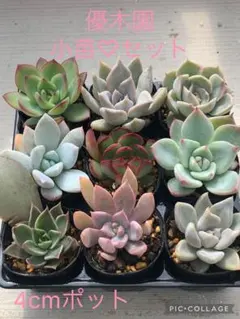 韓国苗 60苗ちびちゃん詰め合わせ！多肉植物 MIX苗 交配苗など