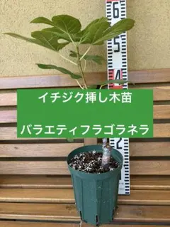 イチジク Black Zadar 「ブラックザダー」 良苗木 挿木 苗 - メルカリ