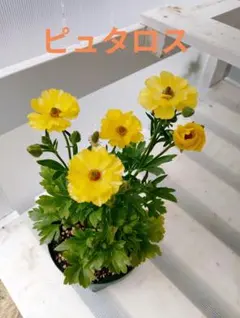 hiroakin様　専用　ラナンキュラス　ラックス