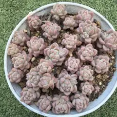 とめ様専用出品 多肉植物 【エボニー×プロリフェラ】抜き苗 - メルカリ