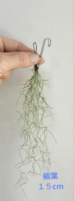 スパニッシュモス ウスネオイデス エアープランツ 吊り下げ 18束