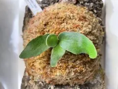 Motoo3600様 リクエスト 2点 まとめ商品