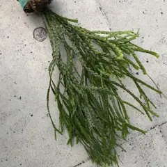 HARU… 　フペルジア『Bai hop Dan』4番（大サイズ） HARU… フペルジア『Bai hop Dan』4番（大サイズ） フペルジア