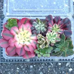 アエオニウム　札落ちカット苗セット②