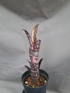 Billbergia Waxing Gibbous ビルベルギア - メルカリ