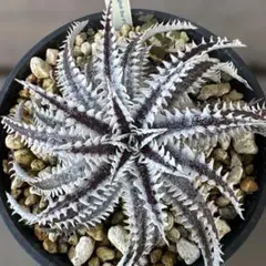 ブロメリア・エアープランツ semh_2025 2025年最新】ブロメリア・エアープランツの人気アイテム - メルカリ